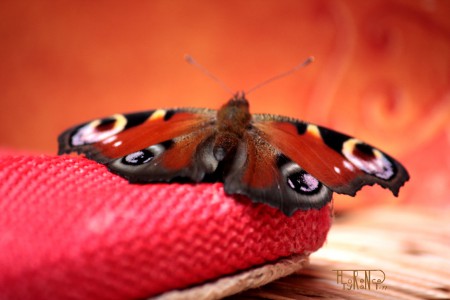Gros plan d'un papillon paon du jour posé sur une serpillière